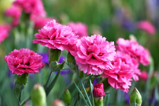 50 Pink Rose Carnation Dianthus Caryophyllus Seeds - Seed World