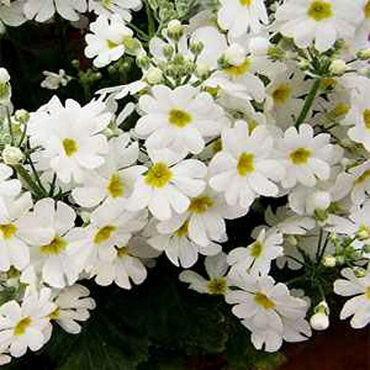 50 Primrose Fairy Primula Malacoides Seeds - Seed World
