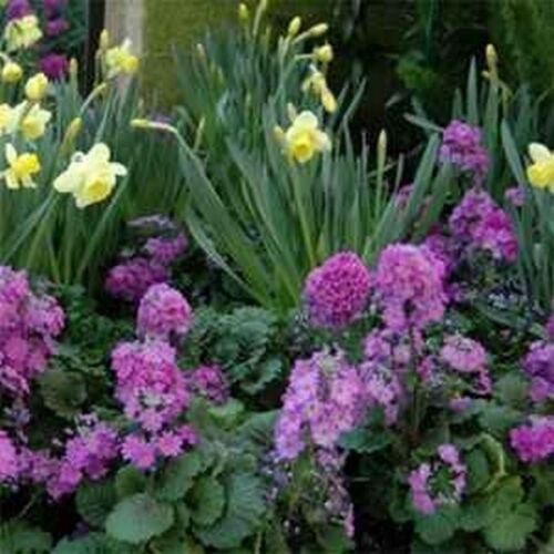 50 Primrose Fairy Primula Malacoides Seeds - Seed World