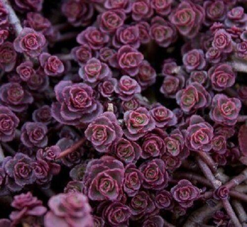 50 Purple Carpet Sedum Seeds - Seed World