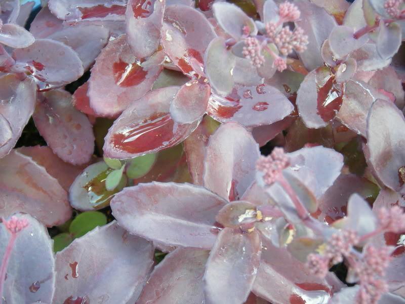50 Purple Carpet Sedum Seeds - Seed World