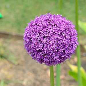 100 Purple Giant Allium Giganteum Seeds - Seed World