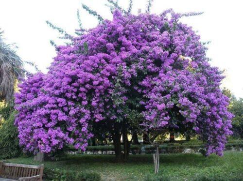 50 Purple Jacaranda Mimosifolia Seeds - Seed World