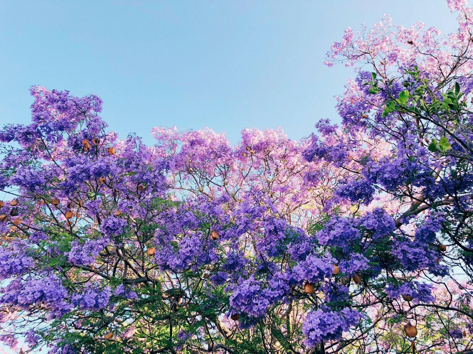 50 Purple Jacaranda Mimosifolia Seeds - Seed World