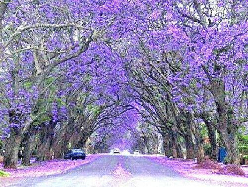 50 Purple Jacaranda Mimosifolia Seeds - Seed World