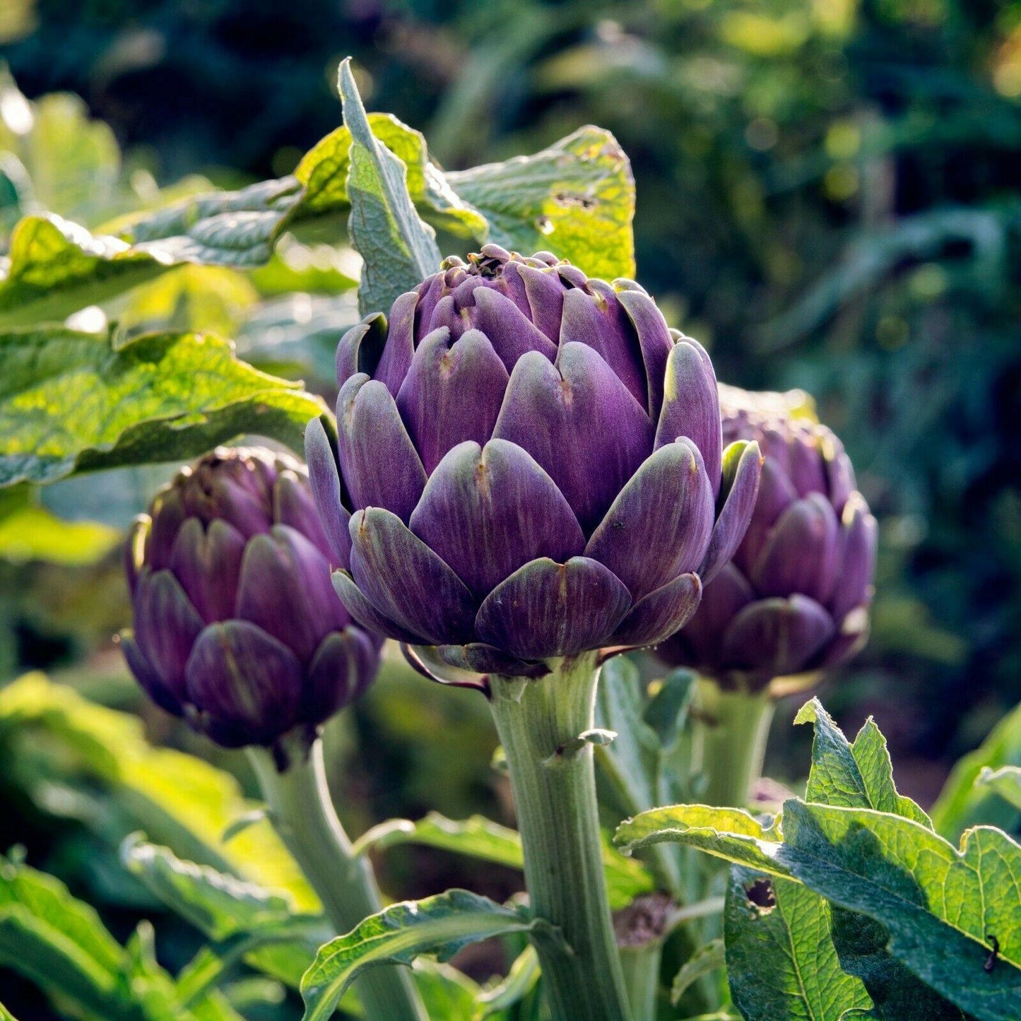 50 Purple Romagna Artichoke Seeds - Seed World
