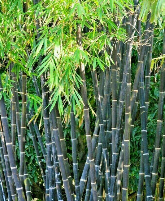50 Purple Timor Bamboo Seeds - Seed World