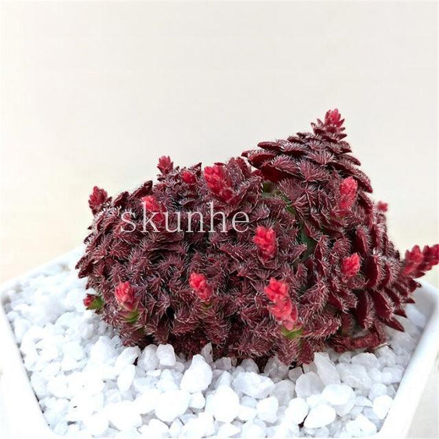 50 Rare Mixed Succulent seeds - Seed World