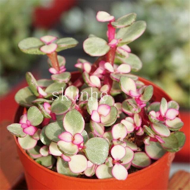 50 Rare Mixed Succulent seeds - Seed World