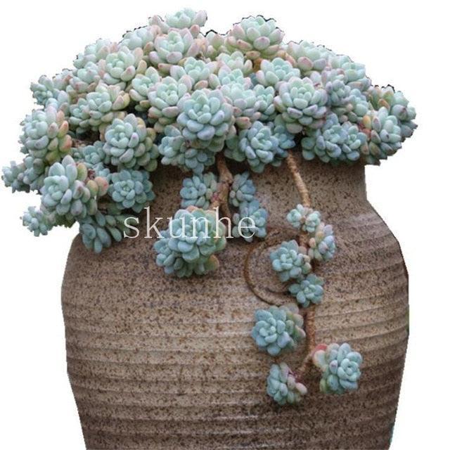 50 Rare Mixed Succulent seeds - Seed World