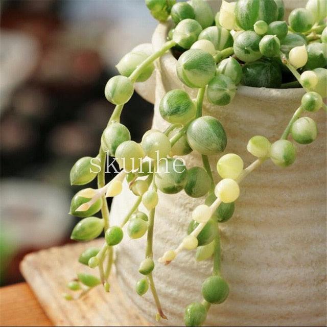 50 Rare Mixed Succulent seeds - Seed World