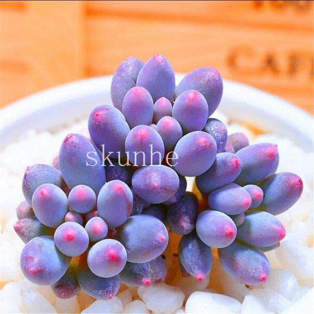 50 Rare Mixed Succulent seeds - Seed World