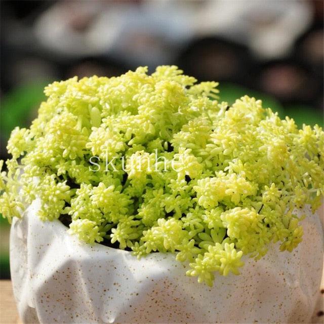 50 Rare Mixed Succulent seeds - Seed World