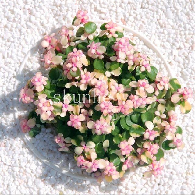 50 Rare Mixed Succulent seeds - Seed World