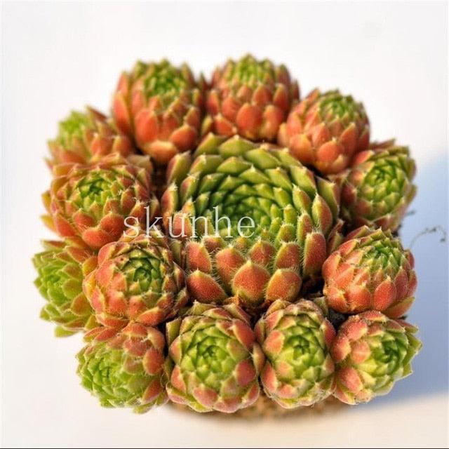 50 Rare Mixed Succulent seeds - Seed World