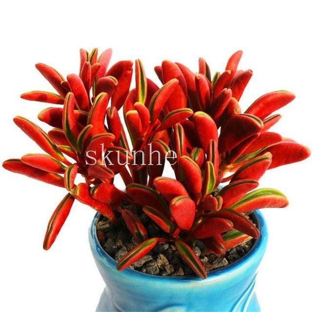 50 Rare Mixed Succulent seeds - Seed World