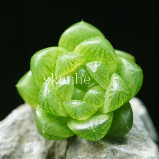 50 Rare Mixed Succulent seeds - Seed World