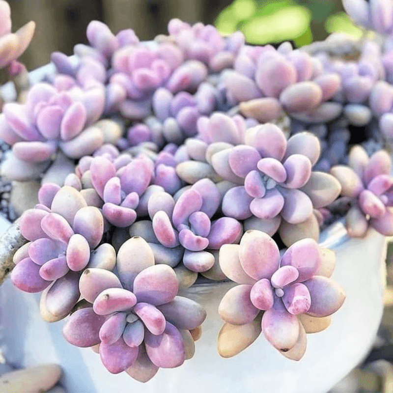 50 Rare Mixed Succulent seeds - Seed World