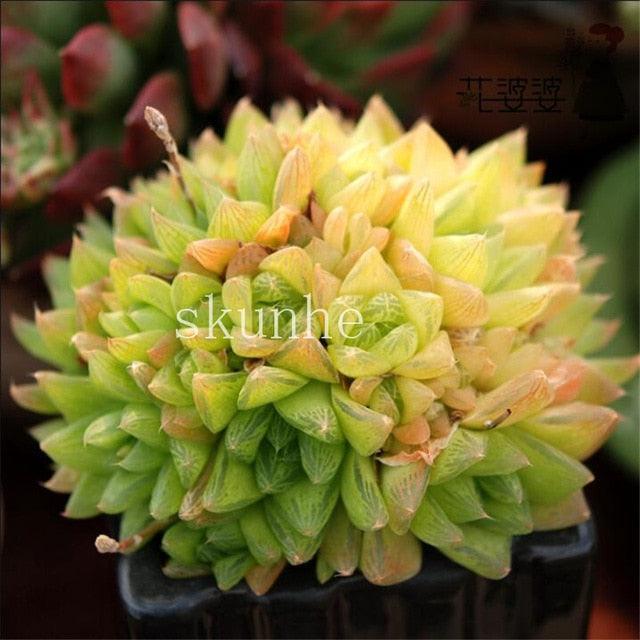 50 Rare Mixed Succulent seeds - Seed World