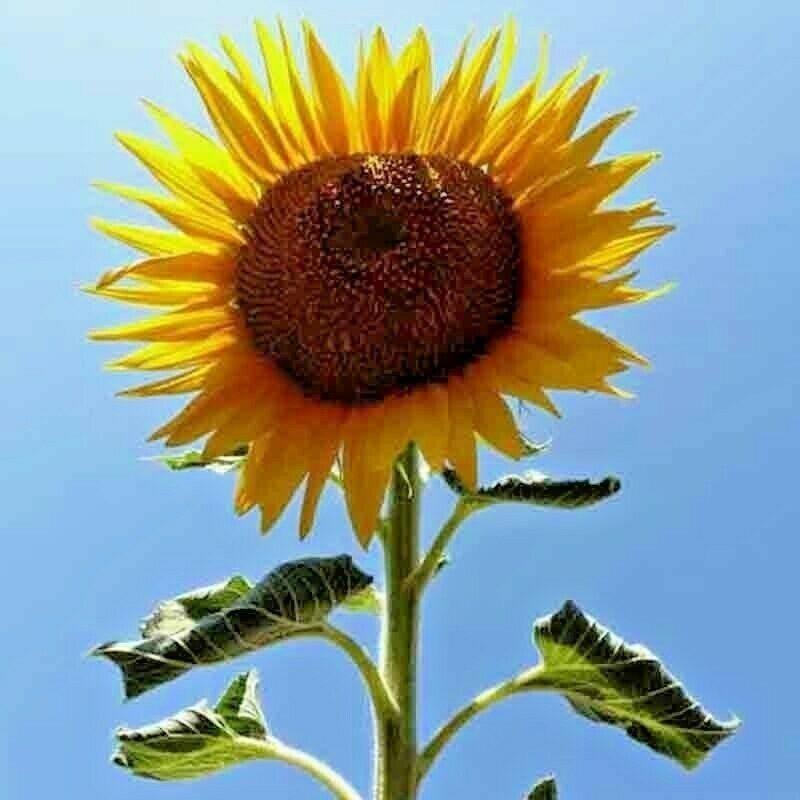 50 Rare Striped Super Tall Sunflower Seeds - Seed World