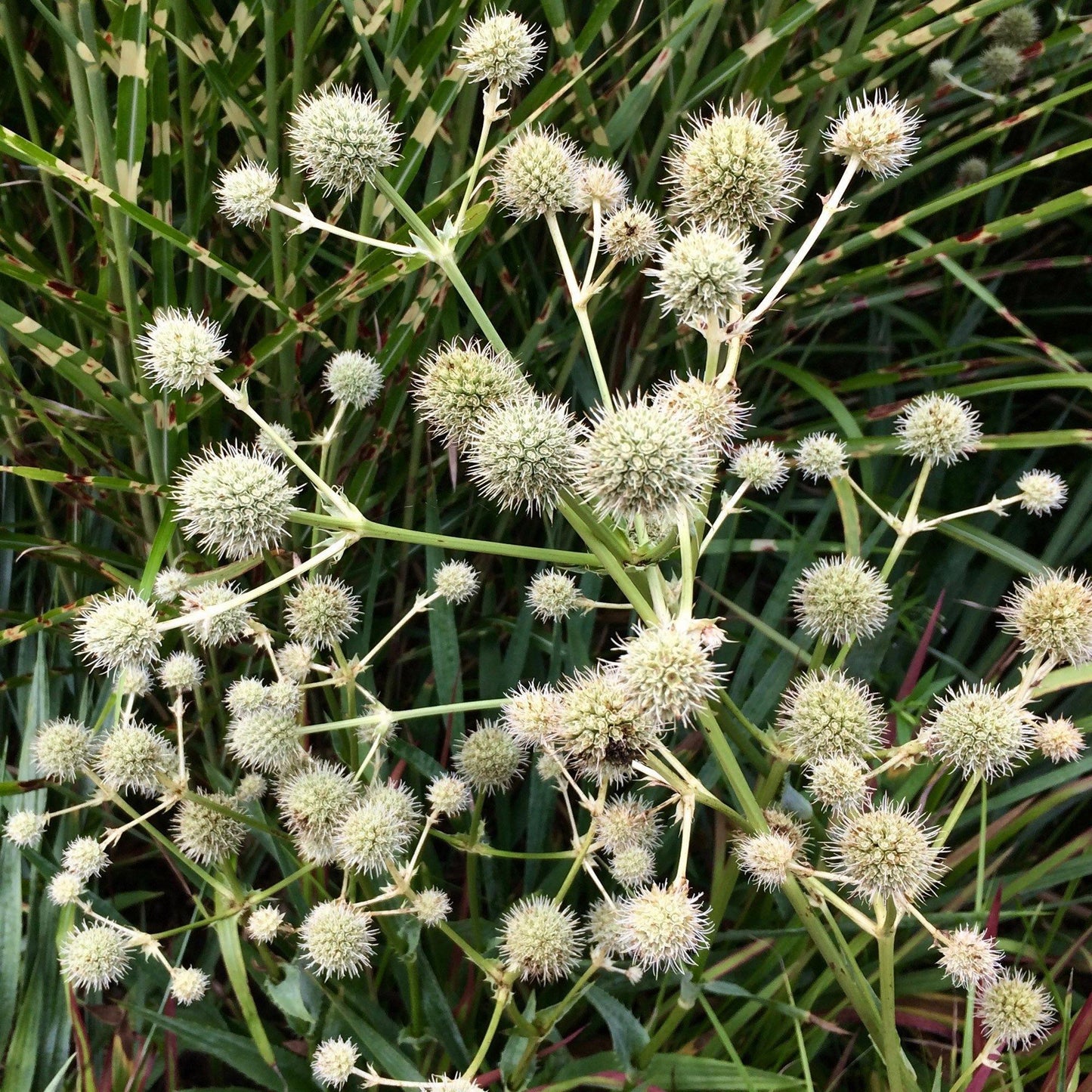 50 Rattlesnake Master - Eryngium Seeds - Seed World