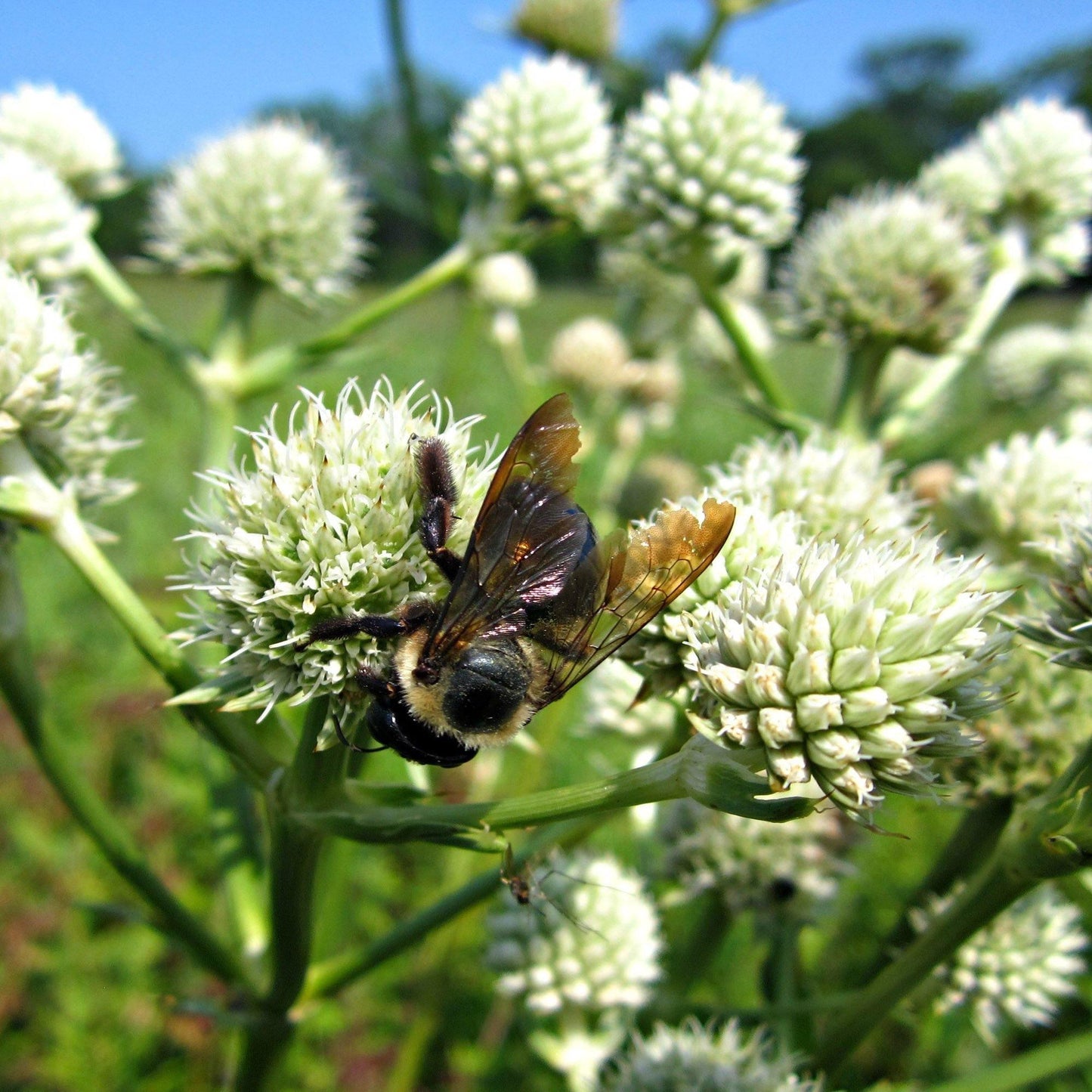 50 Rattlesnake Master - Eryngium Seeds - Seed World