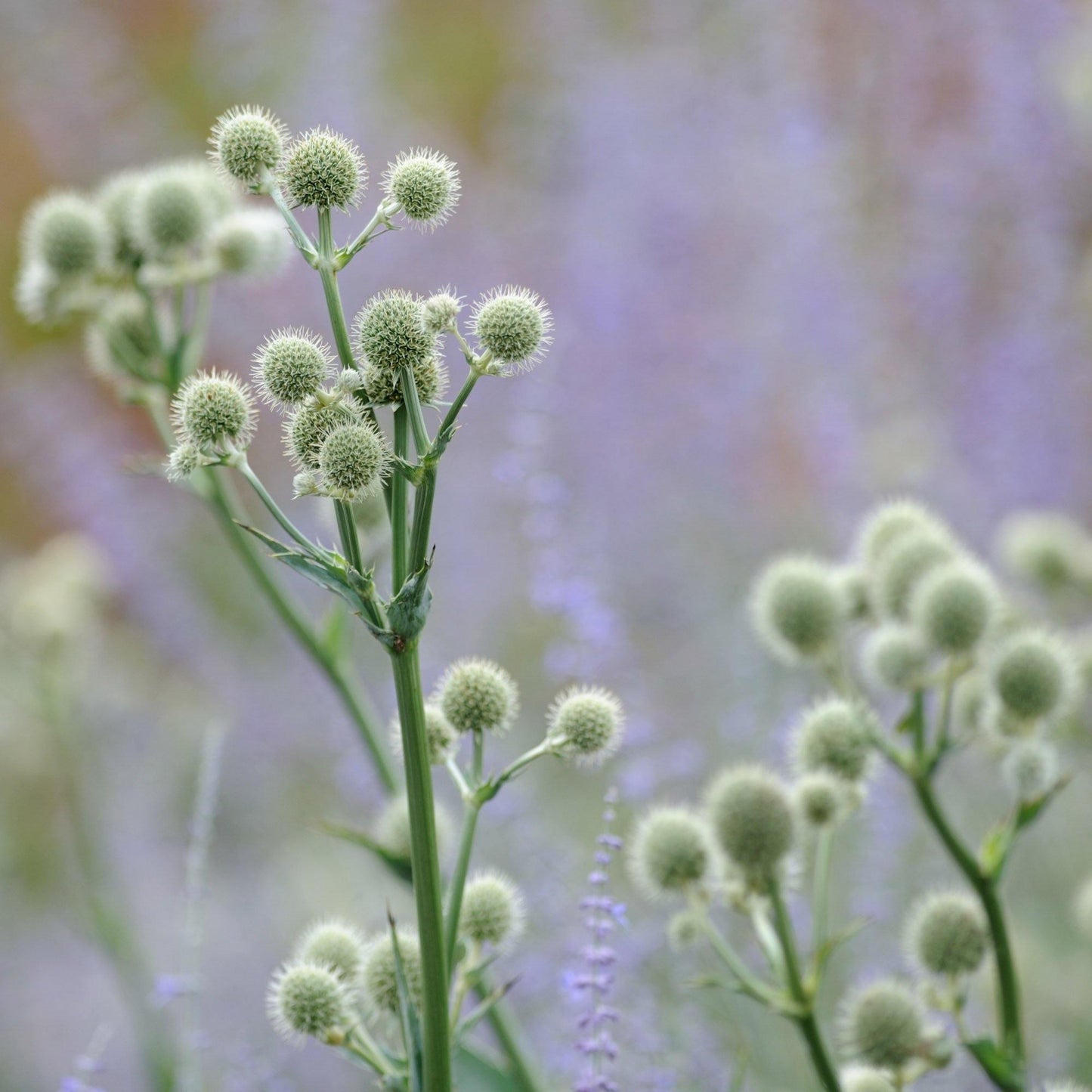 50 Rattlesnake Master - Eryngium Seeds - Seed World