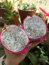 50 Dragon Fruit Seeds - (Hylocereus Undatus Cactus) - Seed World