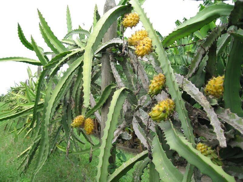 50 Dragon Fruit Seeds - (Hylocereus Undatus Cactus) - Seed World
