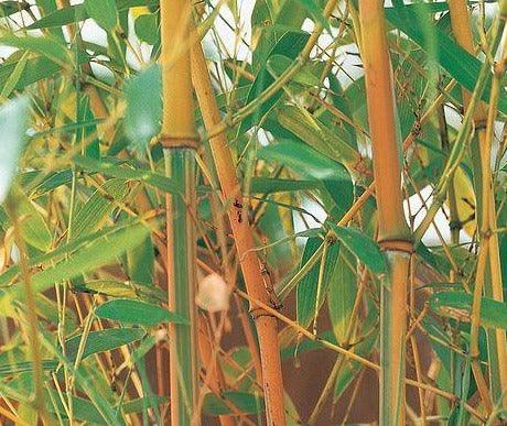 50 Red Fountain Bamboo Seeds - Seed World