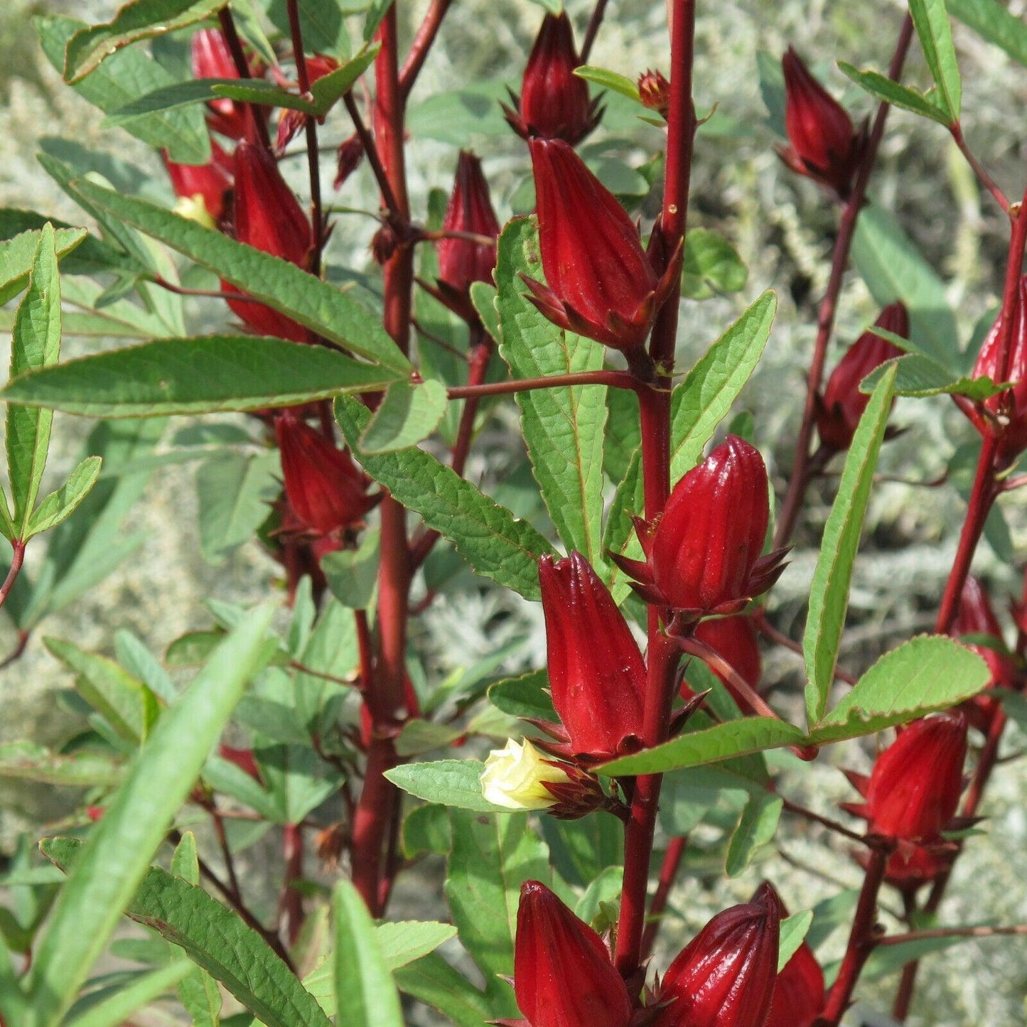 50 Red Hibiscus Roselle Seeds - Seed World