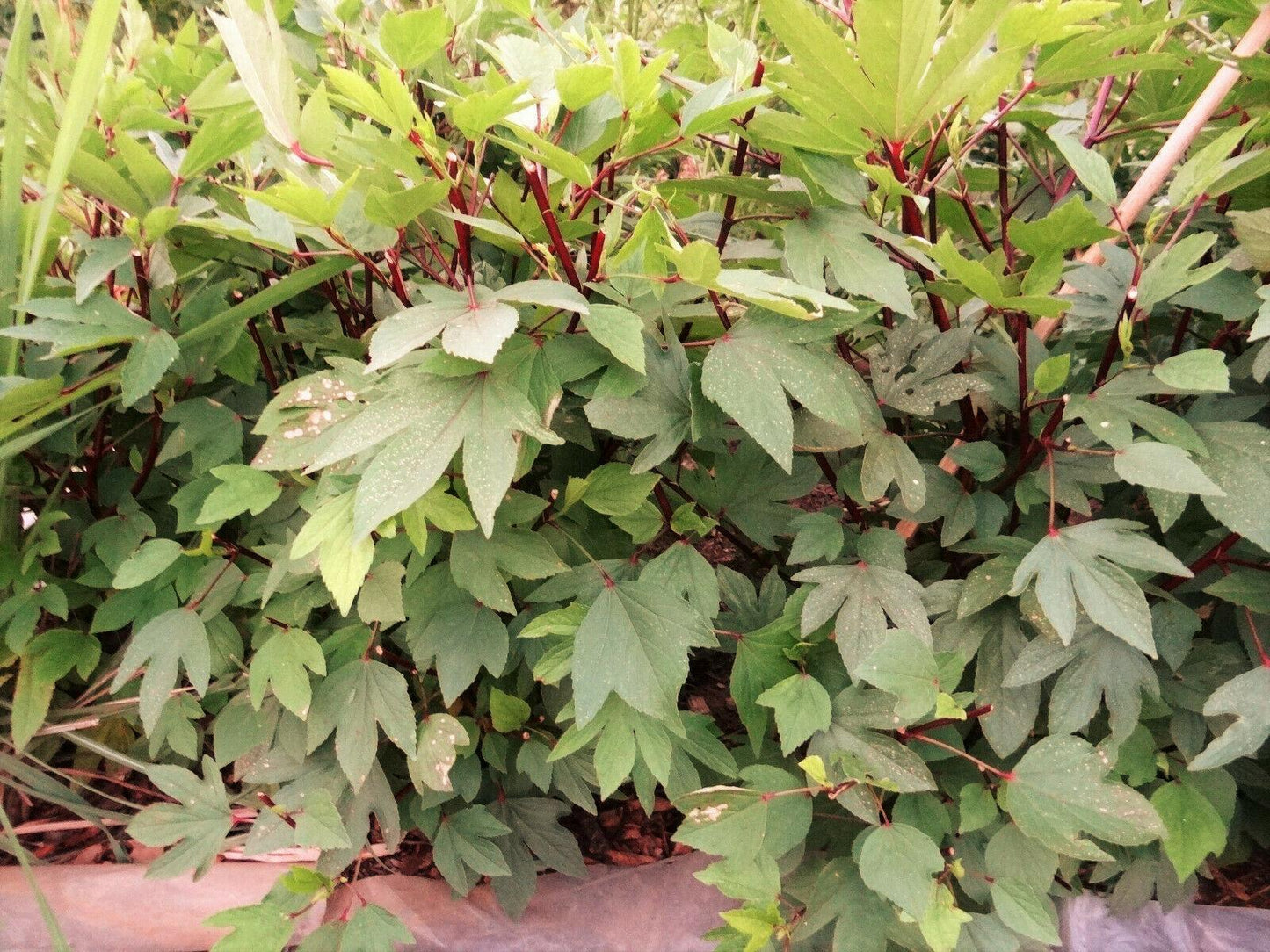 50 Red Hibiscus Roselle Seeds - Seed World