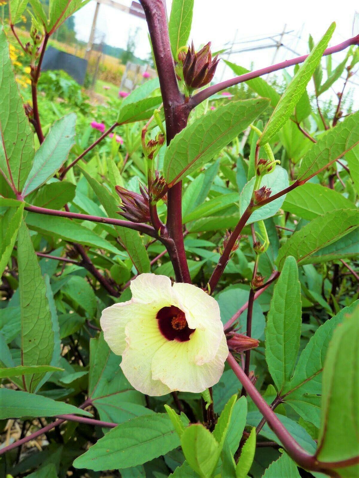 50 Red Hibiscus Roselle Seeds - Seed World