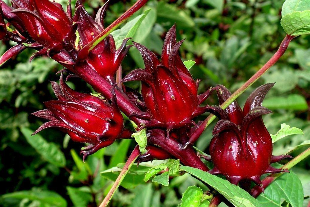 50 Red Hibiscus Roselle Seeds - Seed World
