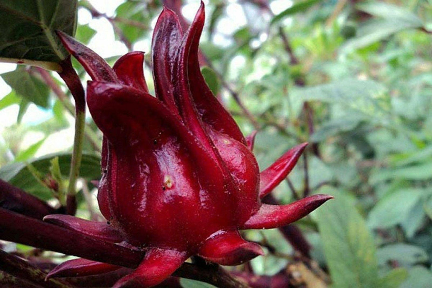 50 Red Hibiscus Roselle Seeds - Seed World