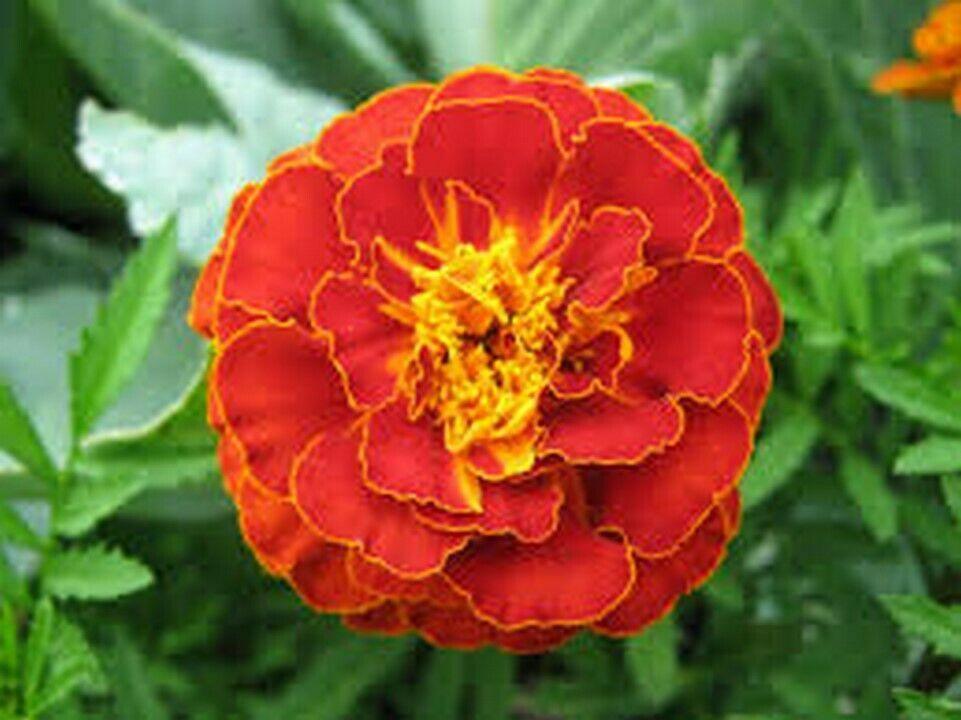 50 Red Marigold Seeds - Seed World