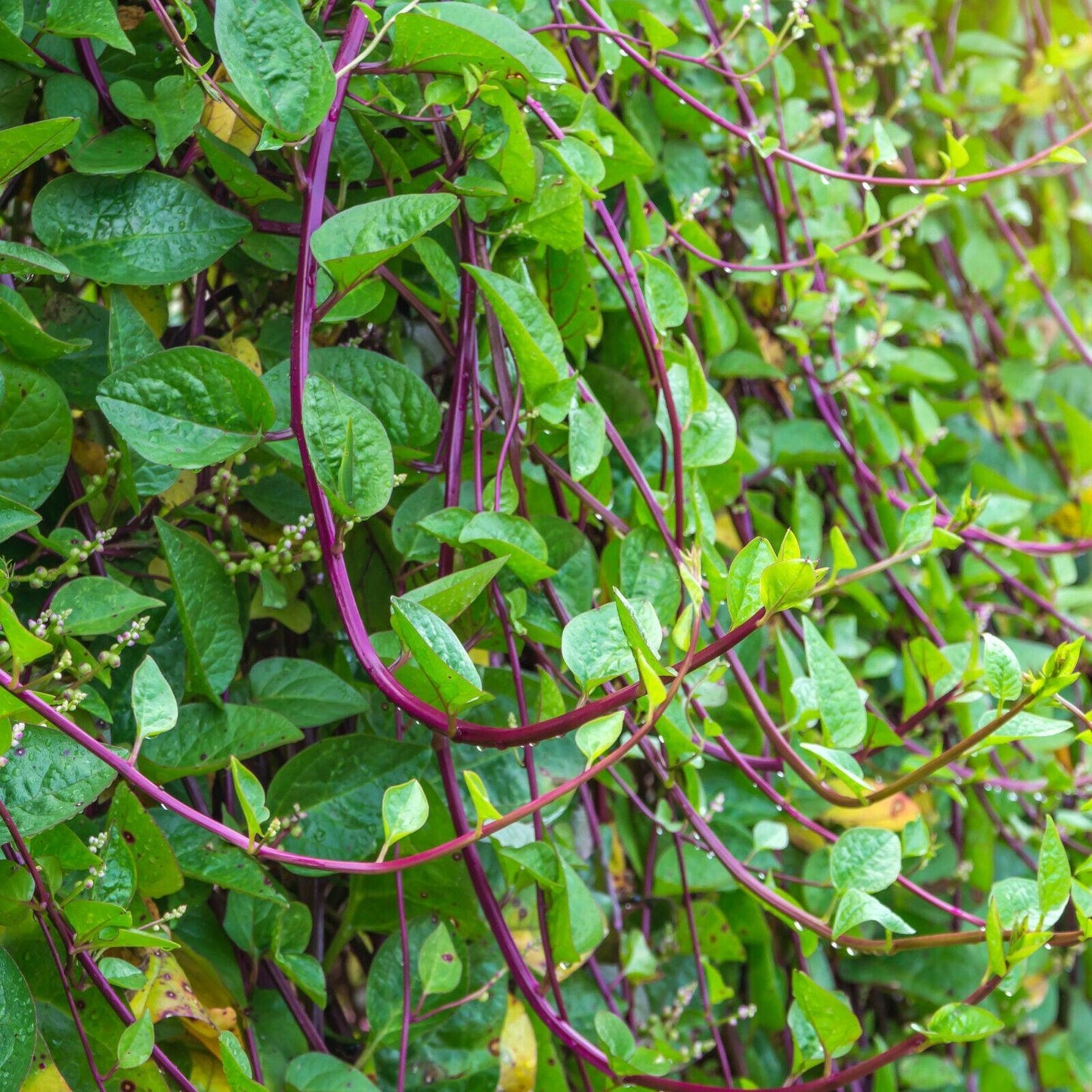 50 Red Stem Malabar Spinach Seeds - Seed World