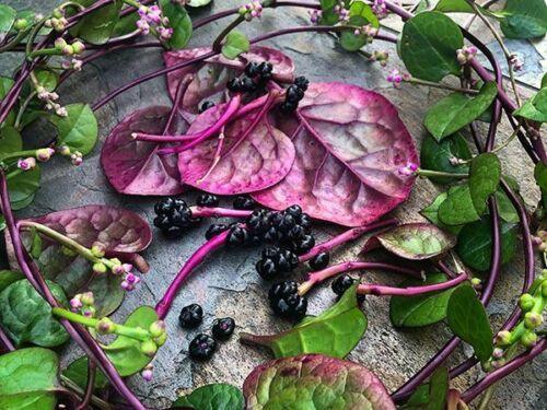 50 Red Stem Malabar Spinach Seeds - Seed World