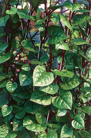 50 Red Stem Malabar Spinach Seeds - Seed World