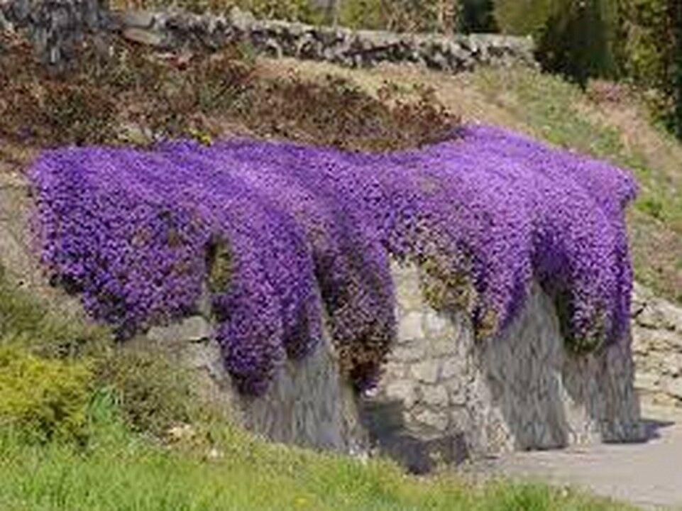 50 Rock Cress - Aubrieta - Cascade Purple Seeds - Seed World