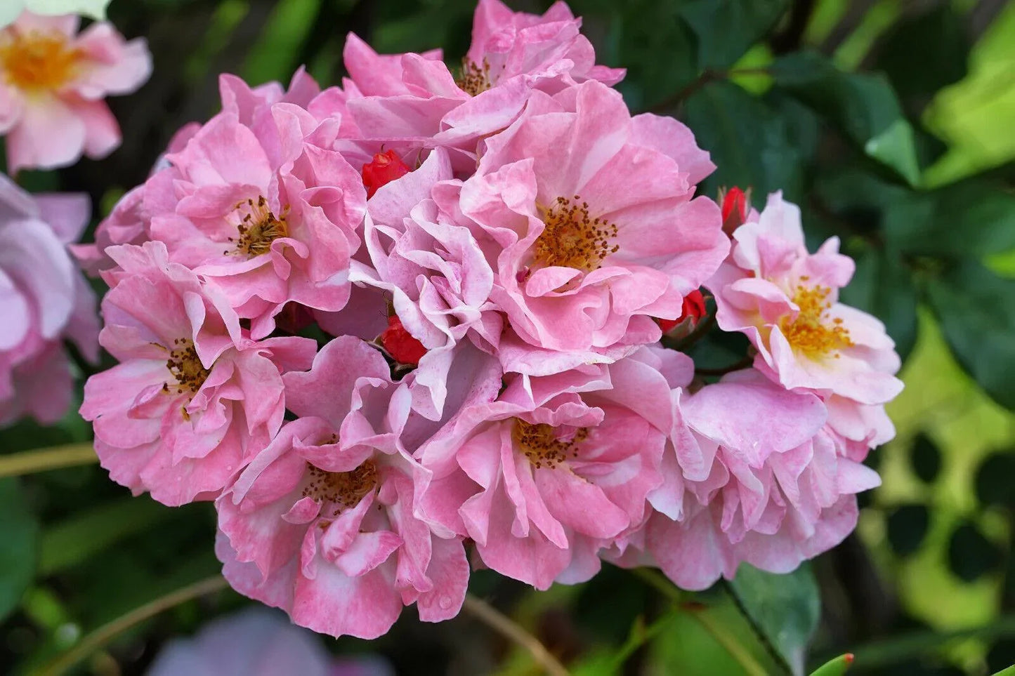 50 Rosa Canina Seeds - Seed World