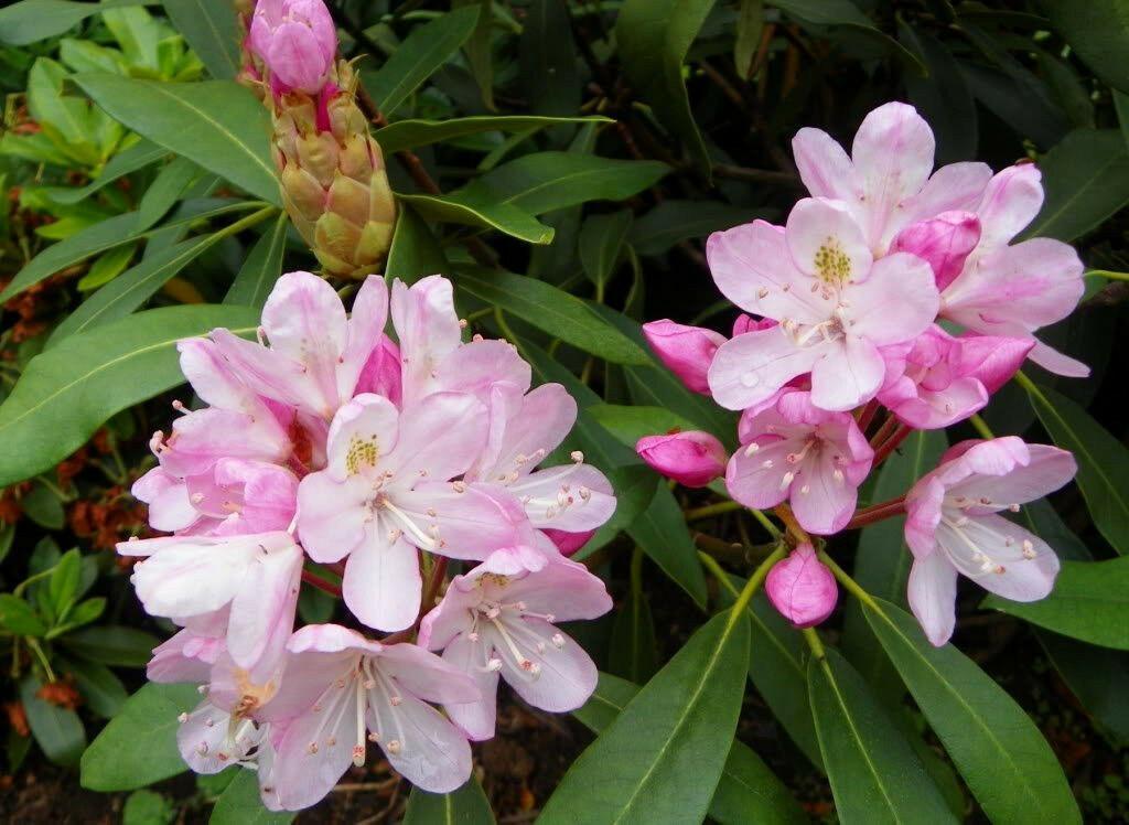 50 Rosebay Rhododendron Seeds - Seed World