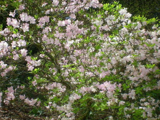 50 Royal Azalea | Rhododendron Schlippenbachii Seeds - Seed World