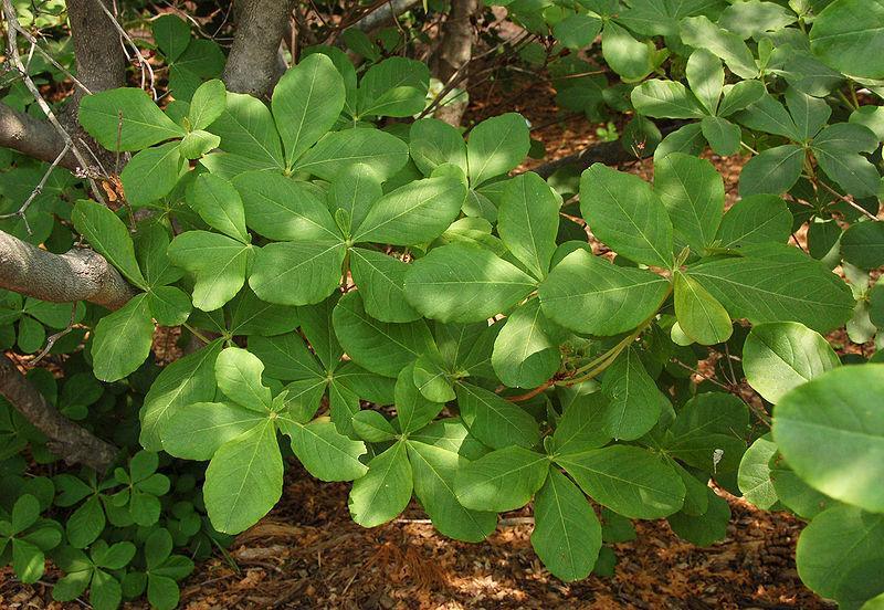 50 Royal Azalea, Rhododendron Schlippenbachii Seeds - Seed World