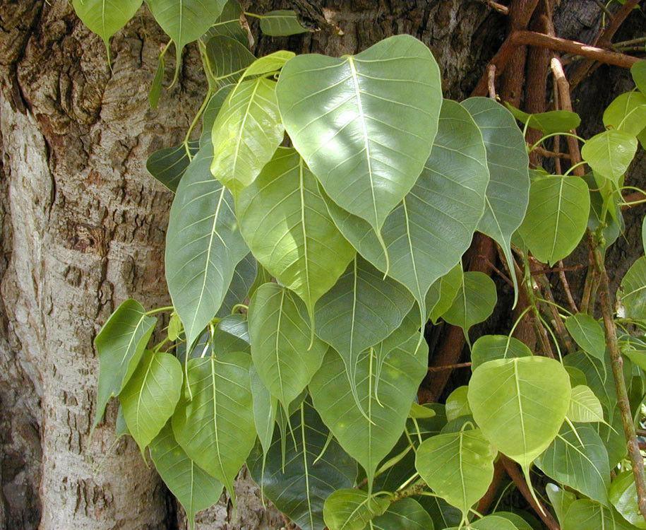 50 Sacred Fig Seeds - Seed World