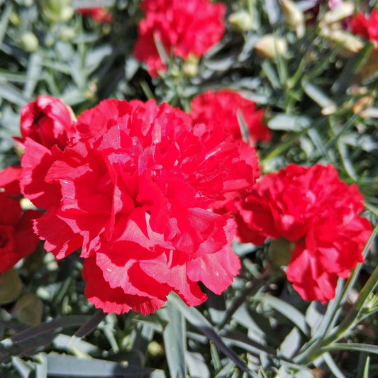 50 Scarlet Red Carnation (Dianthus Caryophyllus) Flower Seeds - Seed World