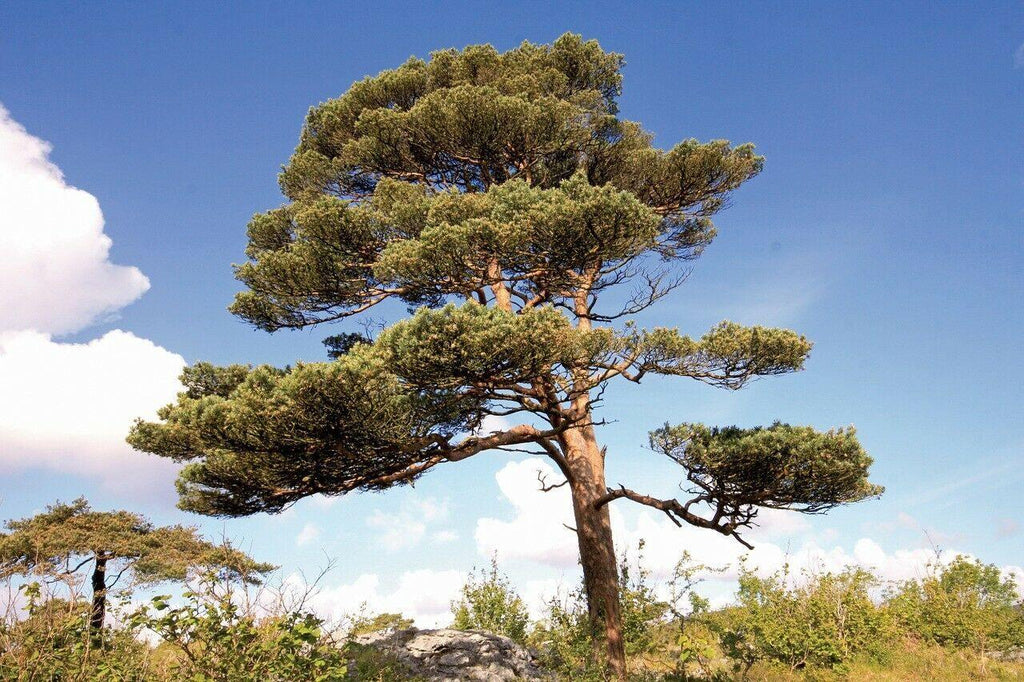 Scotch Pine (Pinus sylvestris)