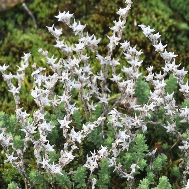 50 Sedum Oktoberfest Seeds - Seed World