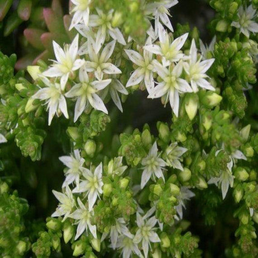 50 Sedum Oktoberfest Seeds - Seed World
