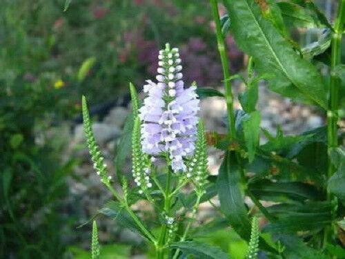 50 Showy Obedient Plant | False Dragon Head Seeds - Seed World